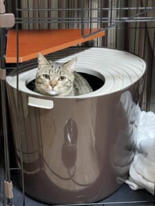 上から猫トイレ：アイリスオーヤマ